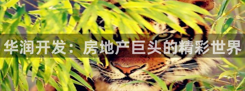 永利账号交易